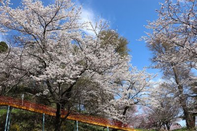 20250424-38.jpg